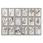 Botany - Framed Prints (Set of 18) - Black / Brown / Gold