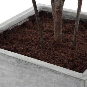 Sonora Olive - Tree In Planter - Gray / Green