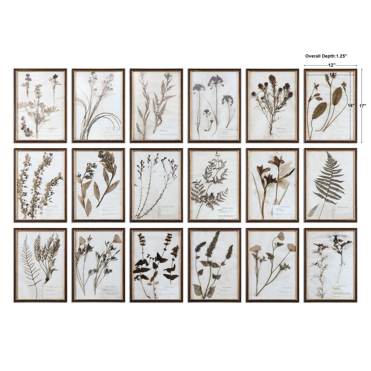 Botany - Framed Prints (Set of 18) - Black / Brown / Gold