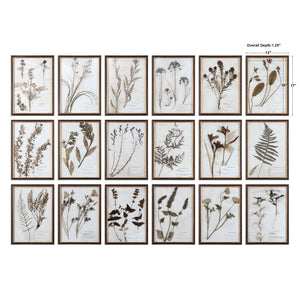 Botany - Framed Prints (Set of 18) - Black / Brown / Gold