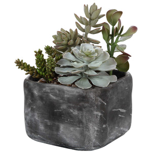 Alverio - Desert Garden Succulents - Gray