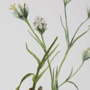 Botanical Flowers - Framed Prints (Set of 9)