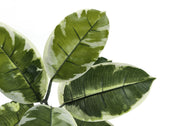 52" Tall, Artificial Plant, Rubber Tree, Indoor, Fake, Floor, Greenery, Potted, Real Touch, Decorative - Green / Black - R&R Furniture Gallery (Fountain Valley, CA)