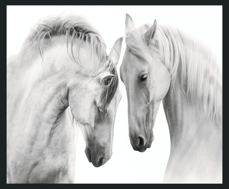 White - 48" x 72" Horses Photography - Gray - R&R Furniture Gallery (Fountain Valley, CA)