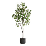 Eden - Potted Fig Tree - Green