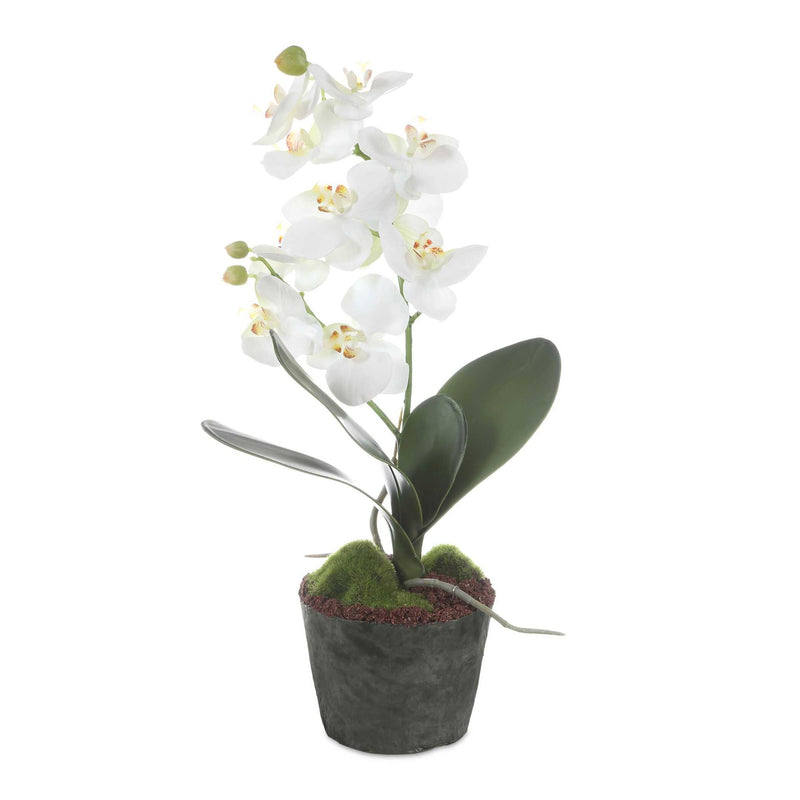 Laris - Orchid Drop-In - White