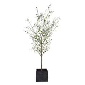 Abundance - Potted Olive Tree - Black