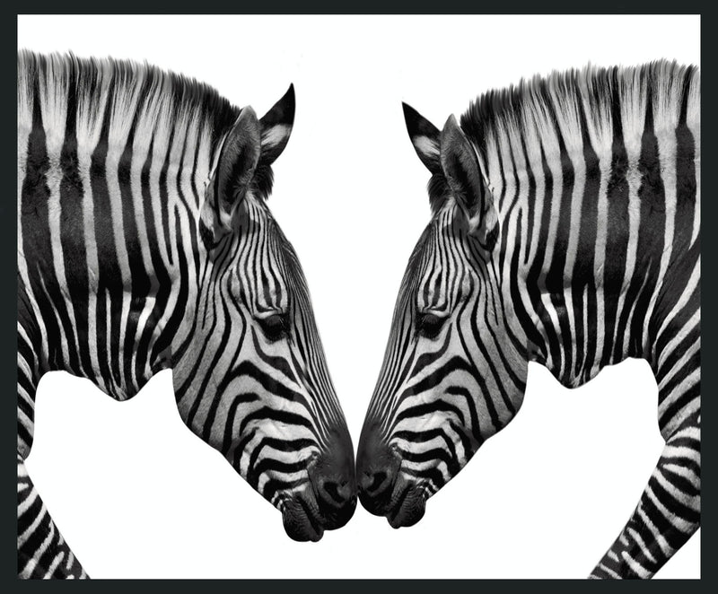 Zebras - 48" x 72" Photography - Black / White - R&R Furniture Gallery (Fountain Valley, CA)