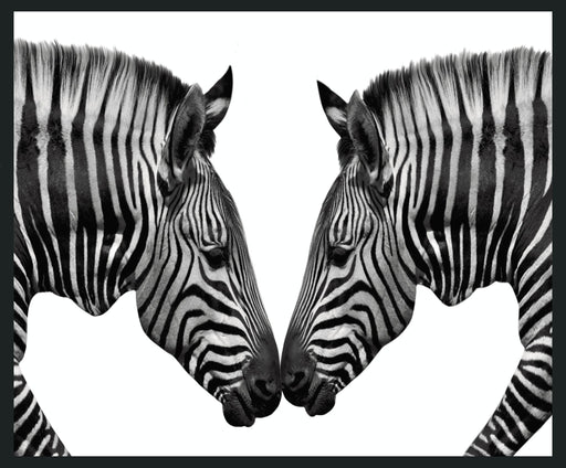 Zebras - 48" x 72" Photography - Black / White - R&R Furniture Gallery (Fountain Valley, CA)