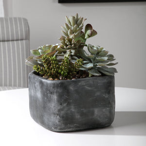 Alverio - Desert Garden Succulents - Gray