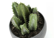 Set of 3 artificial succulent plants from 8th Street, featuring realistic green succulents in decorative pots.