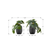 Set of 2 artificial Alocasia plants by 8th Street, featuring large leafy green foliage perfect for home decor decor.