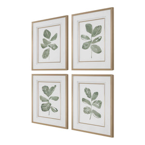 Fiddle Head - Leaf Botanical Prints (Set of 4) - Gold / Green / White