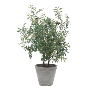 Marisol - Potted Olive Plant - Gray / Green