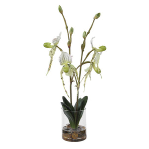 Lady - Slipper Orchid In Glass Vase - Green,White