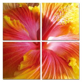 Hibiscus 4-Panel Photo on Canvas