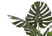 55" Tall, Artificial Plant, Monstera Tree, Indoor, Faux, Fake, Floor, Greenery, Potted, Real Touch, Decorative - Green / Black - R&R Furniture Gallery (Fountain Valley, CA)