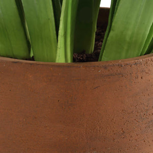 Sincerity - Potted Hyacinth Plant - Green