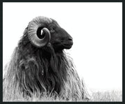 Horn - 48" x 72" Photography - Black / White - R&R Furniture Gallery (Fountain Valley, CA)