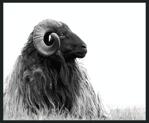 Horn - 48" x 72" Photography - Black / White - R&R Furniture Gallery (Fountain Valley, CA)