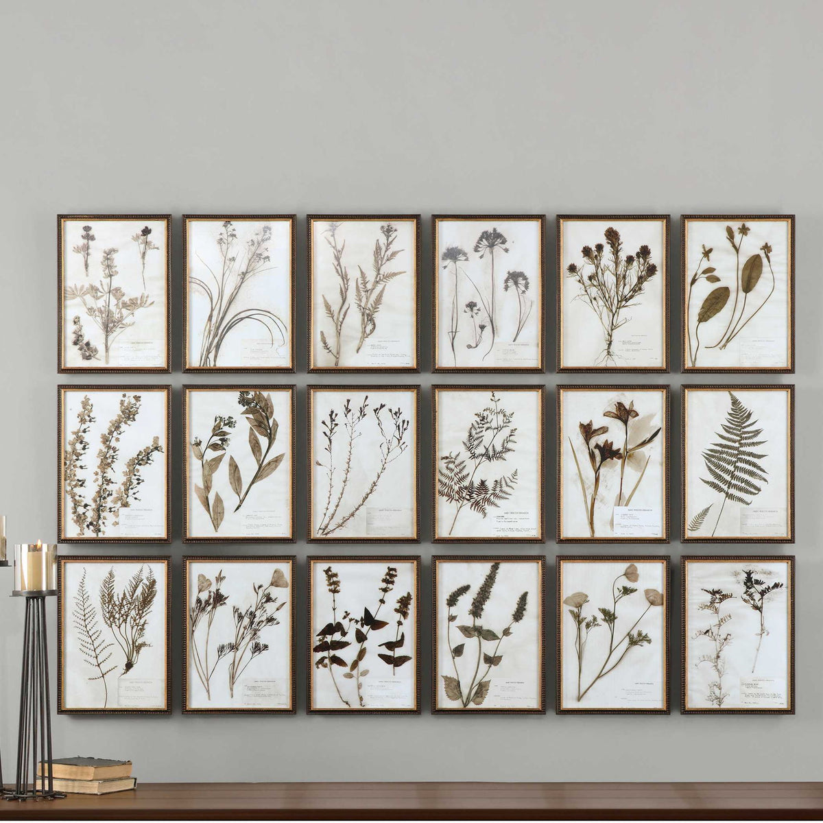 Botany - Framed Prints (Set of 18) - Black / Brown / Gold
