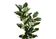 47" Tall, Artificial Plant, Oak Tree, Indoor, Faux, Fake, Floor, Greenery, Potted, Real Touch, Decorative - Green / Black - R&R Furniture Gallery (Fountain Valley, CA)