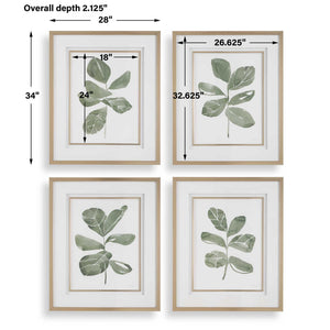 Fiddle Head - Leaf Botanical Prints (Set of 4) - Gold / Green / White