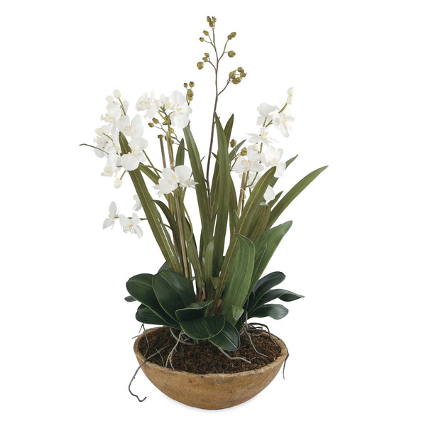 Moth Orchid - Planter - Green
