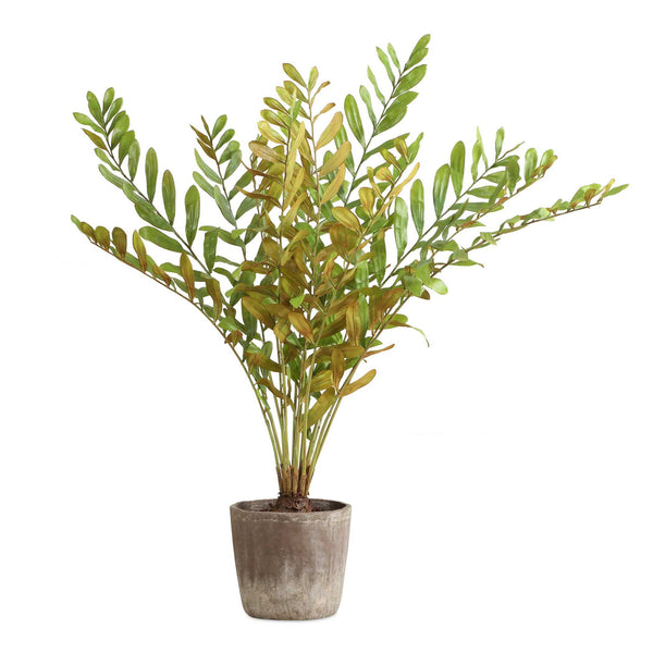 Zamia - Palm Accent In Planter - Green