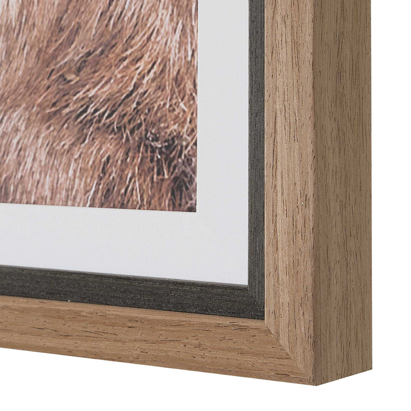 Big Horn - Sheep Framed Print - Black / Brown / White