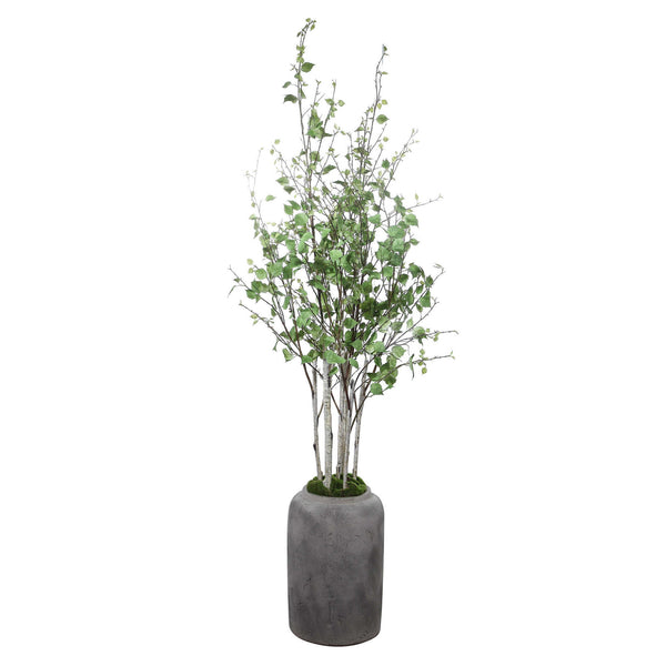 Aldis - Potted River Birch - Gray