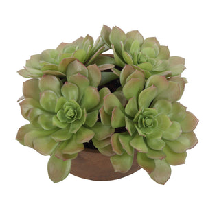 Sable Succulent - Accent In Pot - Brown / Green
