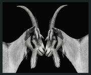 Goat - 48" x 72" Photography - Black - R&R Furniture Gallery (Fountain Valley, CA)