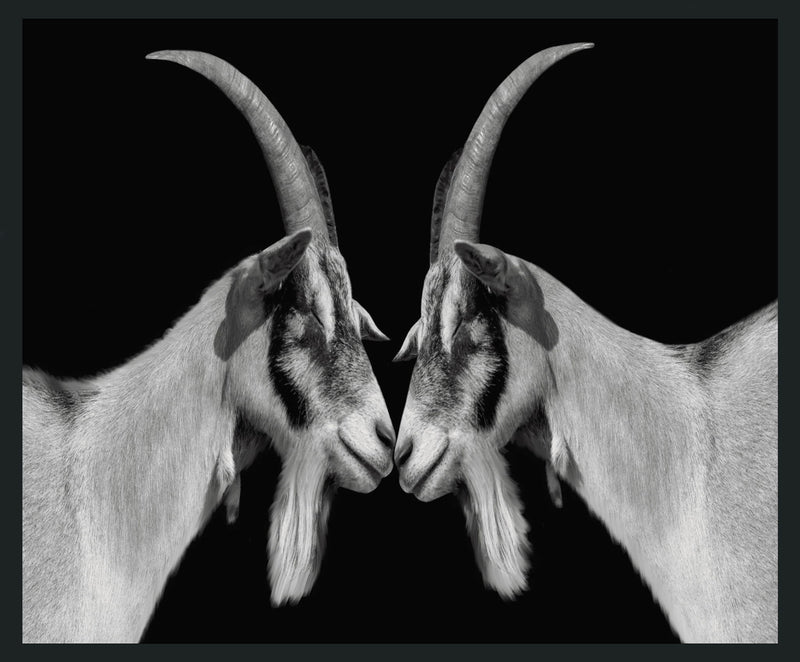 Goat - 48" x 72" Photography - Black - R&R Furniture Gallery (Fountain Valley, CA)