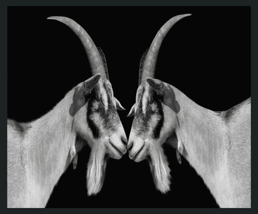 Goat - 48" x 72" Photography - Black - R&R Furniture Gallery (Fountain Valley, CA)