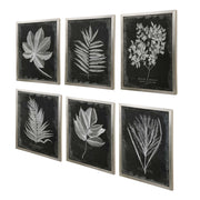 Set of six black framed foliage prints by Uttermost, featuring botanical artwork on white backgrounds for wall decor.