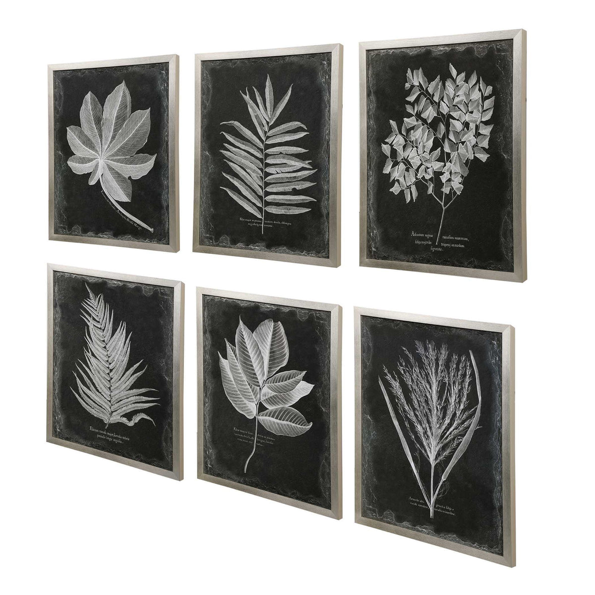 Set of six black framed foliage prints by Uttermost, featuring botanical artwork on white backgrounds for wall decor.