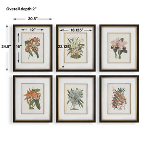 Orchid - Botanical Framed Prints (Set of 6) - Black / Blue / Gold / Green / Orange / Pink / Purple / Red