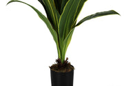 47" Tall, Artificial Plant, Dracaena Tree, Indoor, Faux, Fake, Floor, Greenery, Potted, Real Touch, Decorative - Green / Black - R&R Furniture Gallery (Fountain Valley, CA)