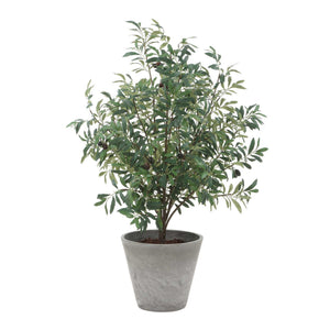 Marisol - Potted Olive Plant - Gray / Green