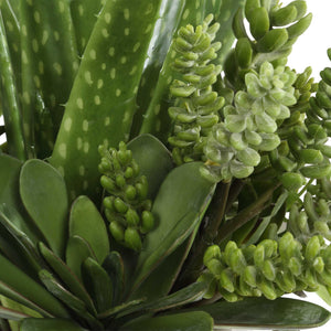 Sundown Succulent - Accent Planter - Green / White