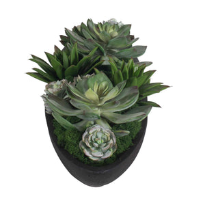 Verde - Succulent Centerpiece In Bowl - Black / Green
