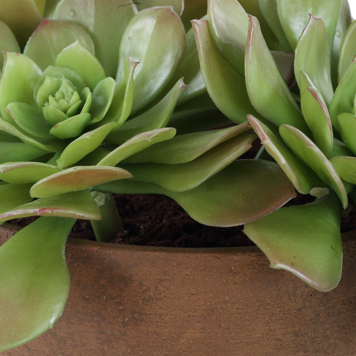Sable Succulent - Accent In Pot - Brown / Green