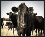 Cow - 48" x 72" Photography - Black / Light Blue - R&R Furniture Gallery (Fountain Valley, CA)
