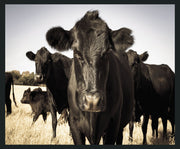 Cow - 48" x 72" Photography - Black / Light Blue - R&R Furniture Gallery (Fountain Valley, CA)