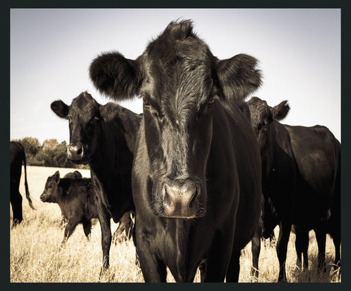 Cow - 48" x 72" Photography - Black / Light Blue - R&R Furniture Gallery (Fountain Valley, CA)