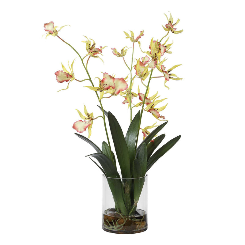 Spider - Orchid In Glass Vase - Green,Pink,Yellow