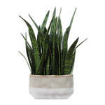 Sansera Snake - Accent Plant - Green