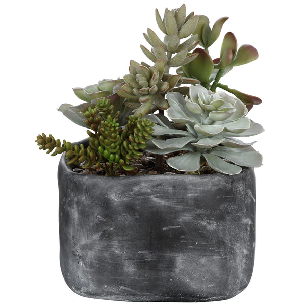 Alverio - Desert Garden Succulents - Gray
