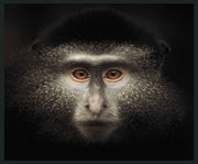 Monkey - 48" x 72" Photography - Black - R&R Furniture Gallery (Fountain Valley, CA)